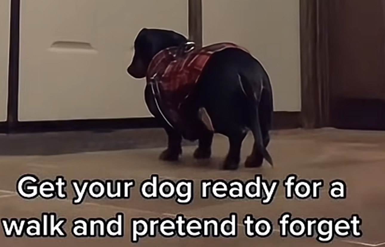  "Spremite psa za šetnju, a onda se pravite da ste ga zaboravili": Milioni umiru od smijeha zbog reak 