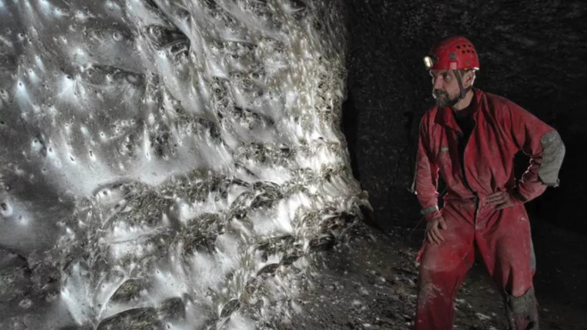  Pronađena najveća paukova mreža u Evropi 