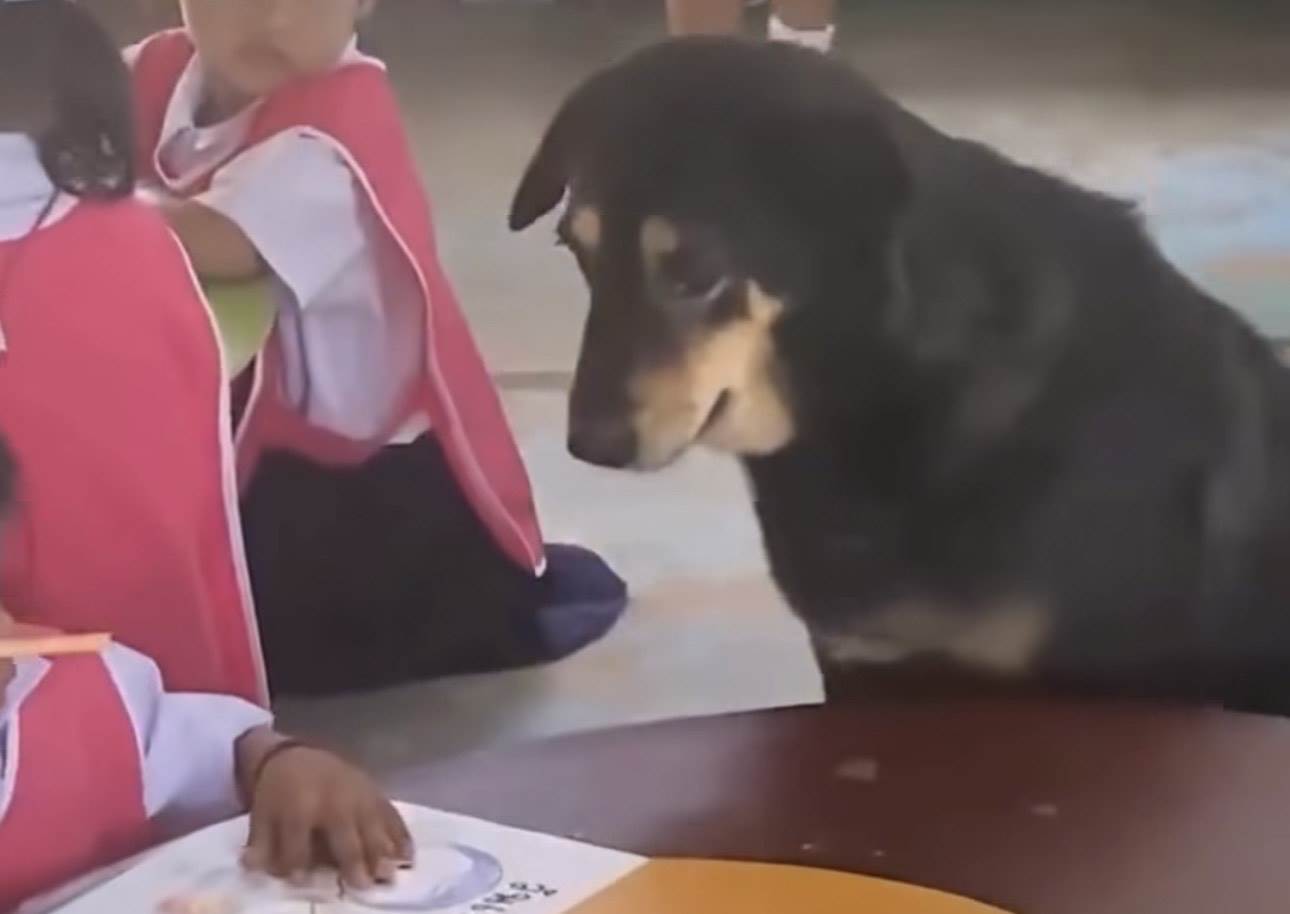  Pas koji boluje od depresije radi u vrtiću  