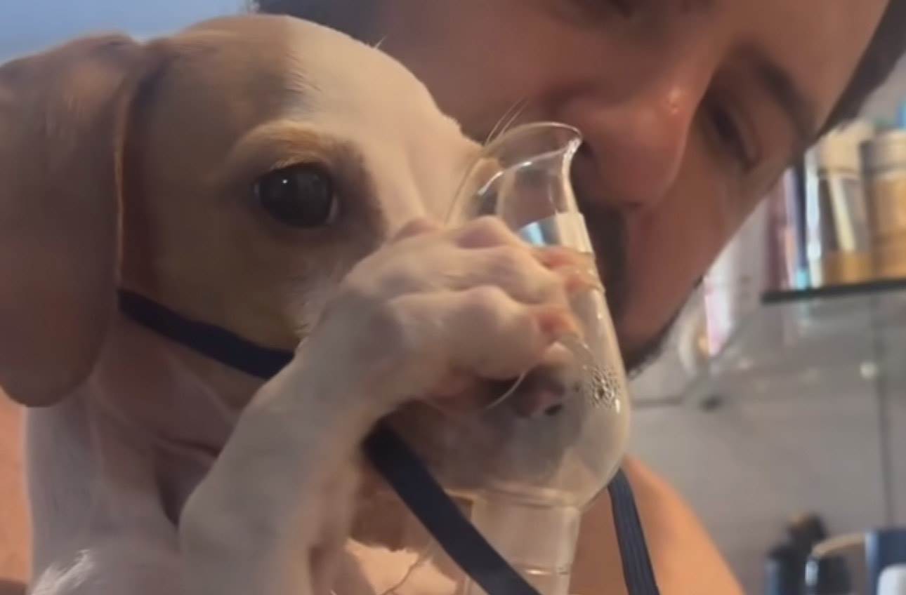  Štene koje se inhalira je nešto najslađe što ćete videti večeras: Najslađi krzneni pacijent čak i šapicama drži masku 