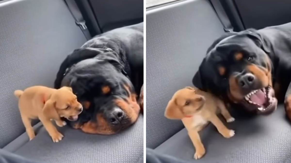  Snimak isprepadanog šteneta nasmijao sve 