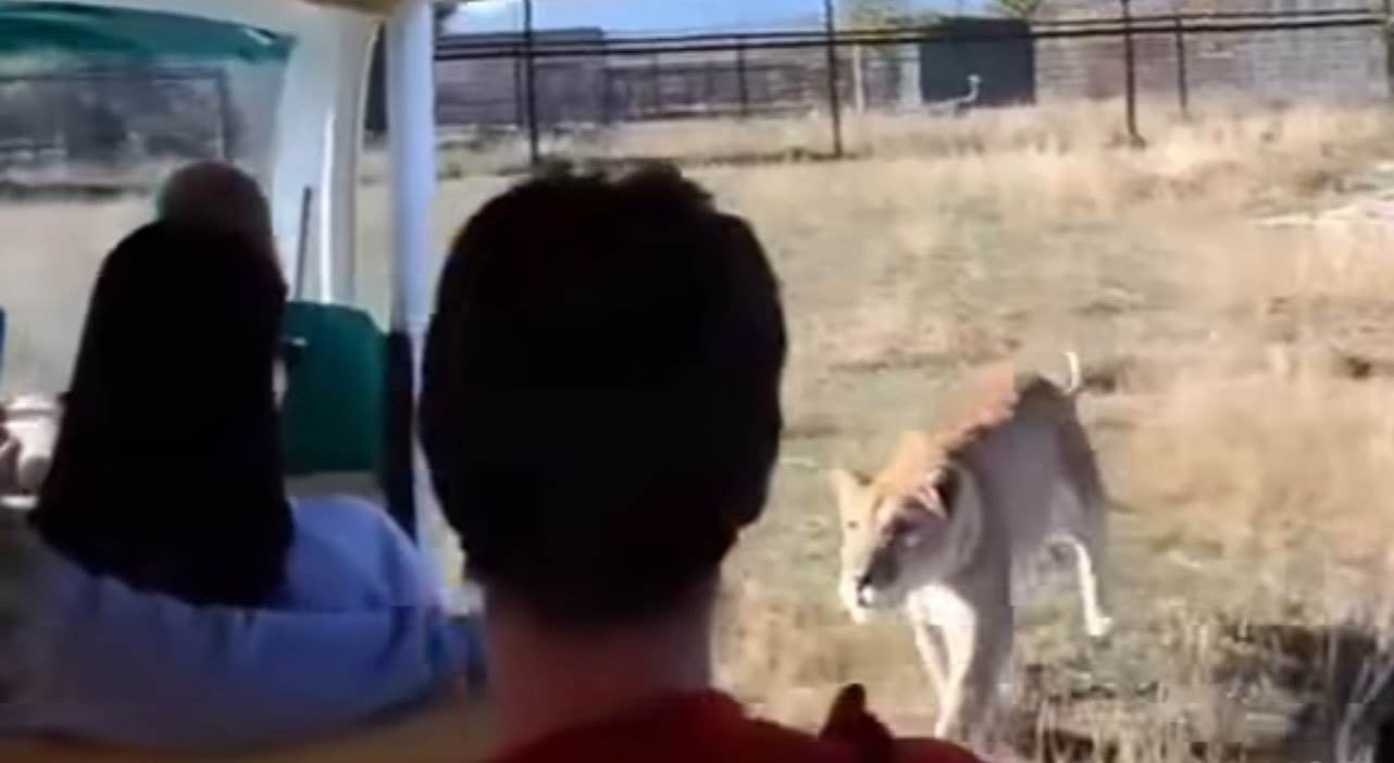  Muškarac poginuo nakon što ga je lavica napala u zoološkom vrtu 