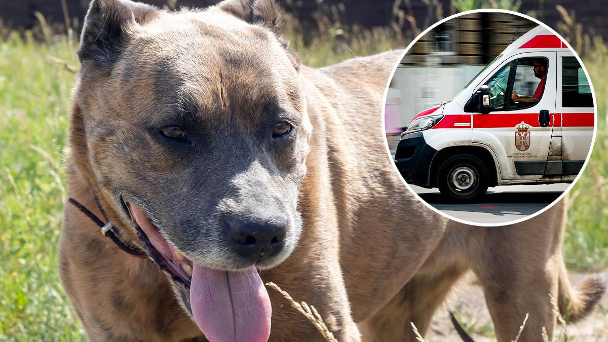  Pas ugrizao dijete za lice u Beogradu  