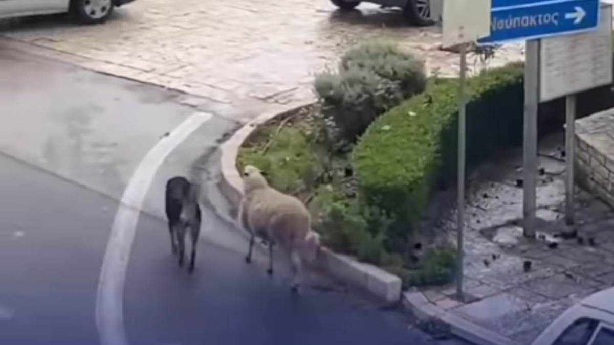  Snimak psa koji vraća ovcu u izgubljeno stado oduševio je sve na mrežama. 