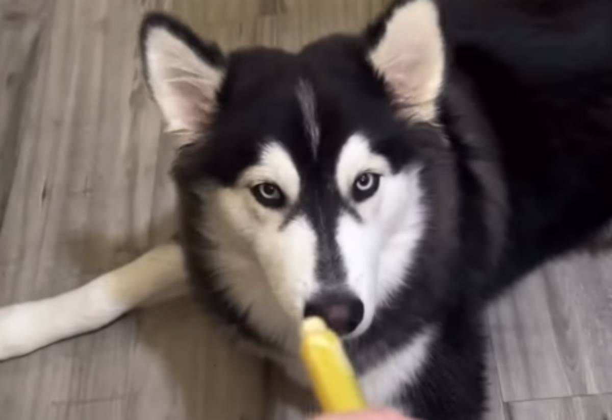  Viralni snimak haskija nasmijao internet 