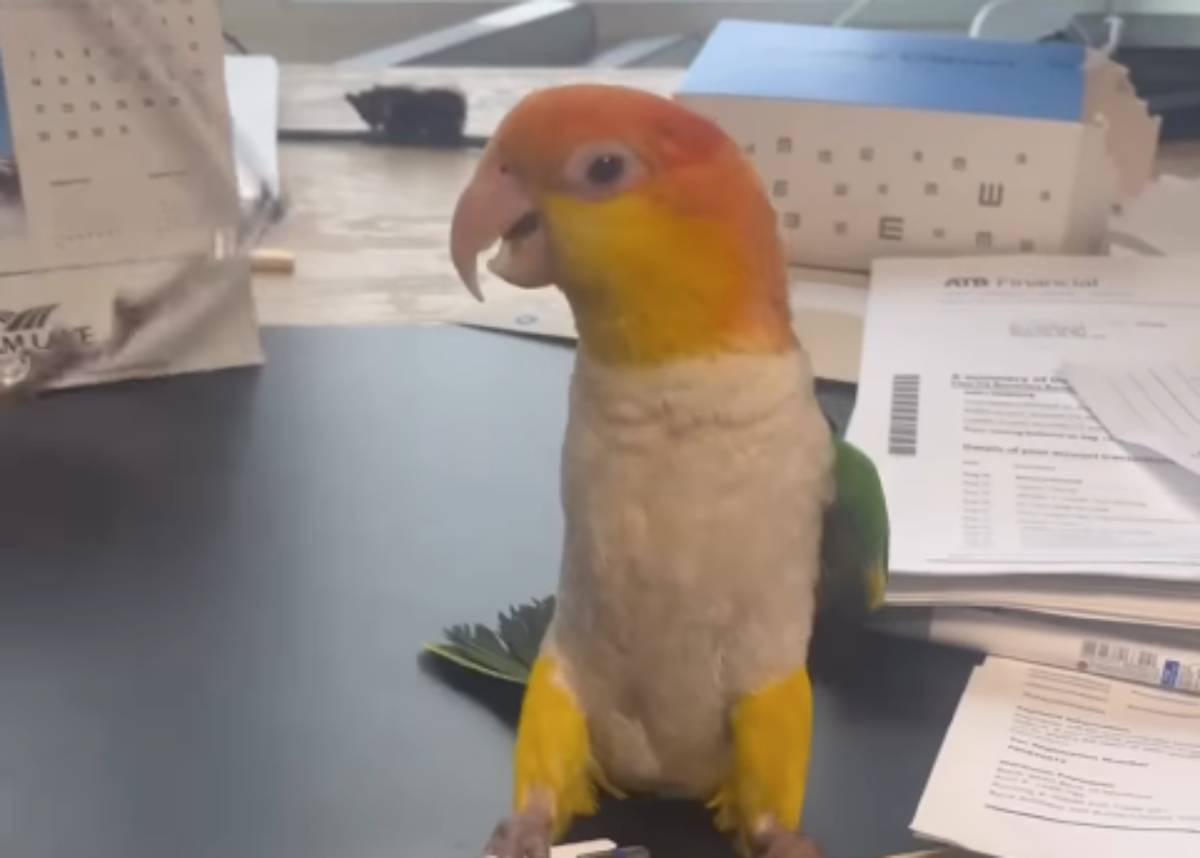  Iznervirani papagaj postao hit na internetu: "Angry bird" u stvarnom životu zasmejao milione 