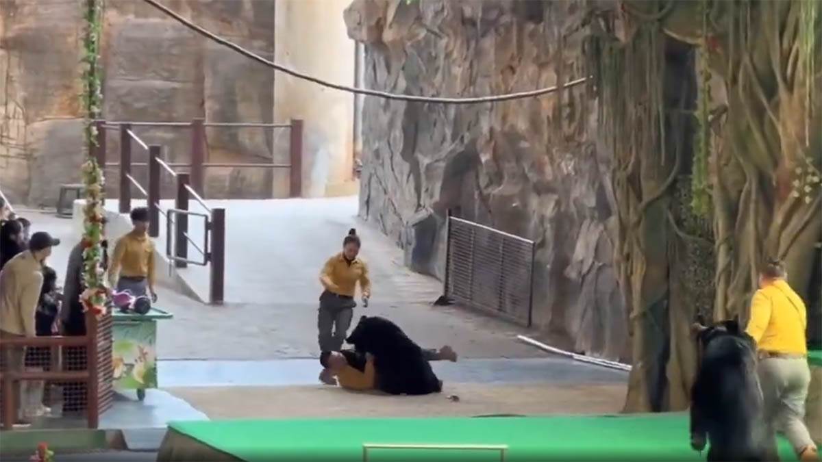  Medved napao čuvara pred publikom: Jeziv incident u zoološkom vrtu, pojavio se snimak (Video) 