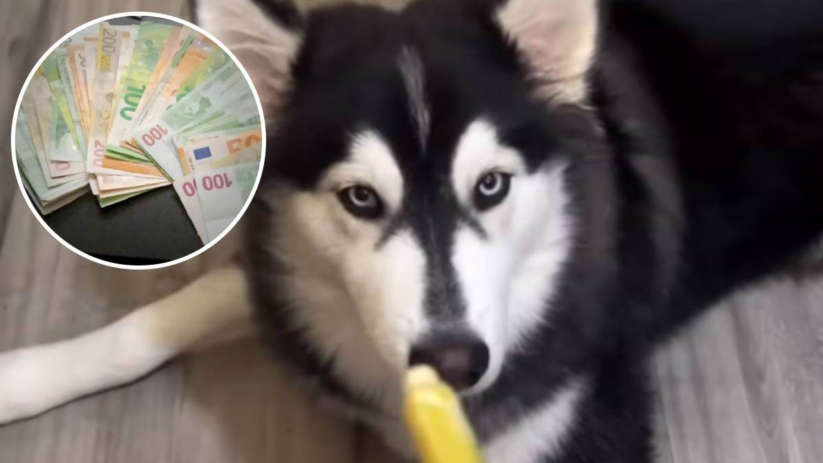  Pas u Americi "zarađuje" više nego ljekar u Sudanu 