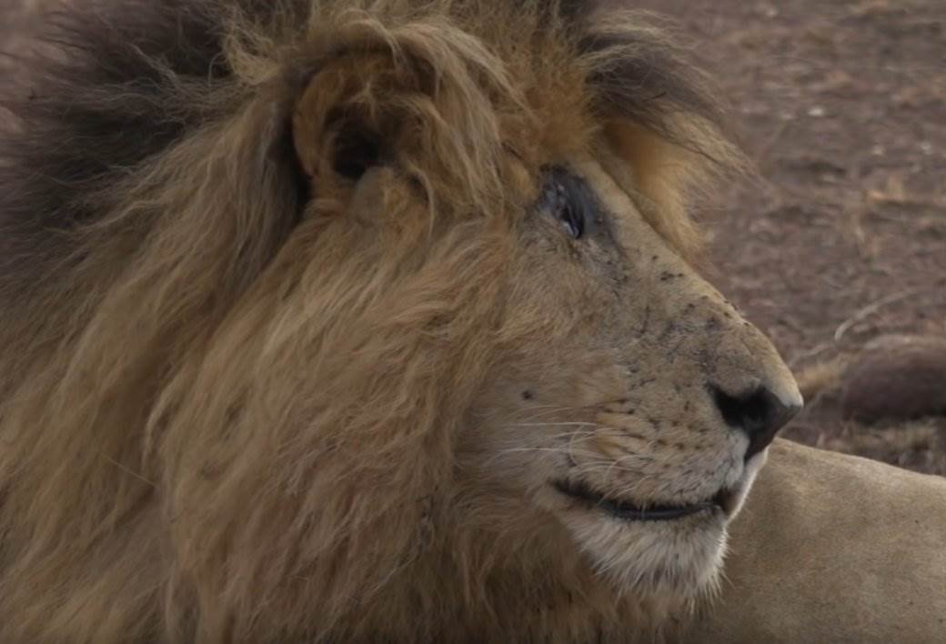  Albanac drži lava kao kućnog ljubimca 