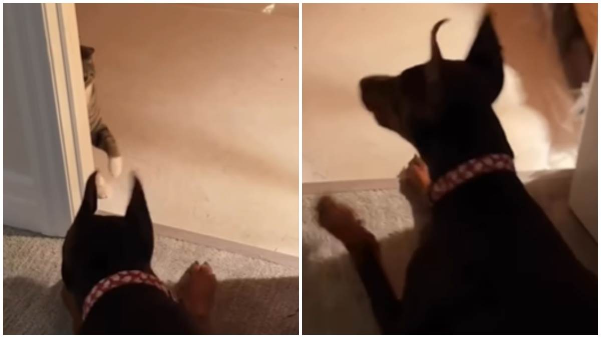  Borba mačke i dobermana oduševila milione 