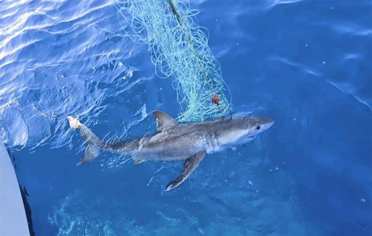  Dječak se bori za život nakon napada ajkule 