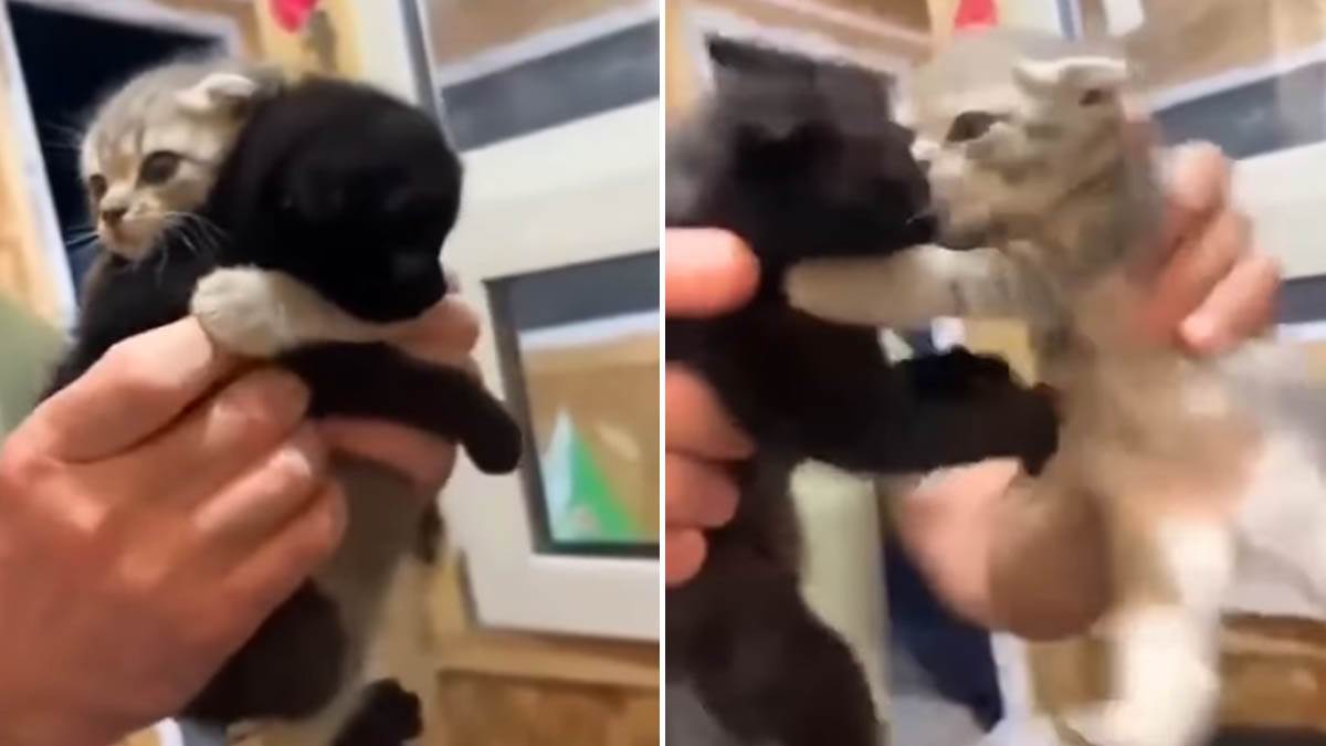  Mačići se bore životom da ih ne razdvoje 