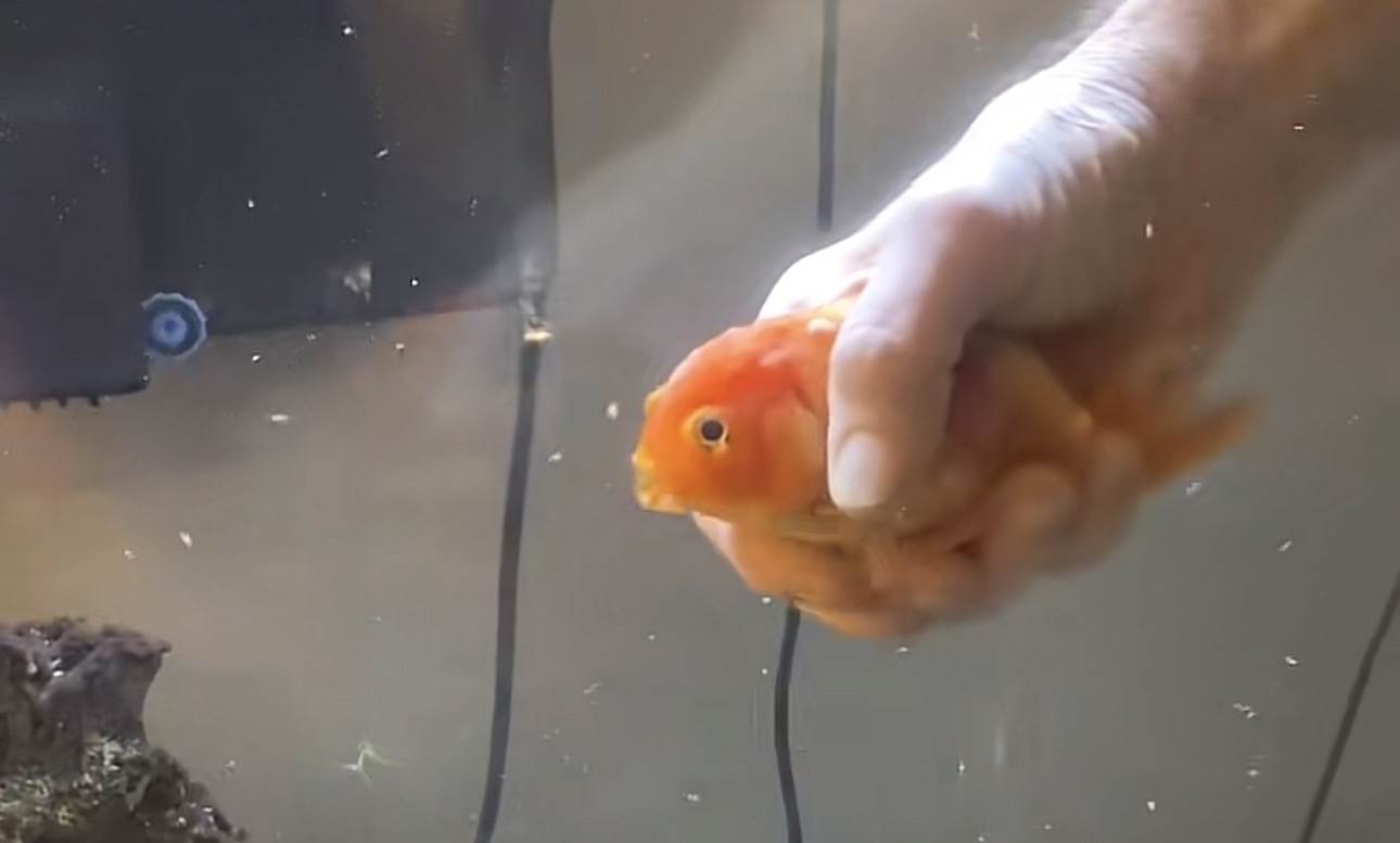  Čovjek pomaže ribici sa invaliditetom da pliva 