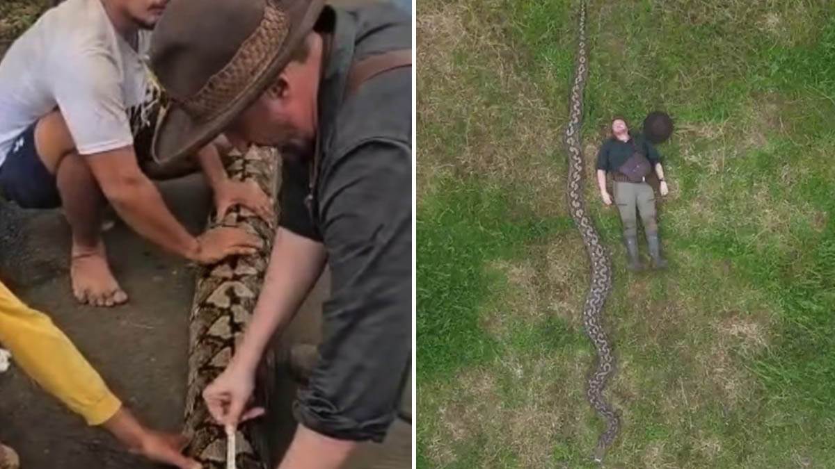  Grdosija iz Indonezije: Ibu Baron zvanično najduža zmija ikada izmjerena u divljini  