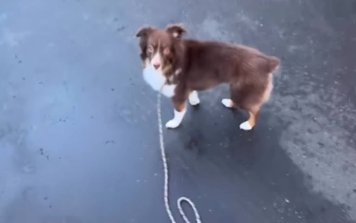  Vlasnik je ispustio povodac, a reakcija psa postala hit: Ljubimac ga u nevjerici pogledao, pa uradio 