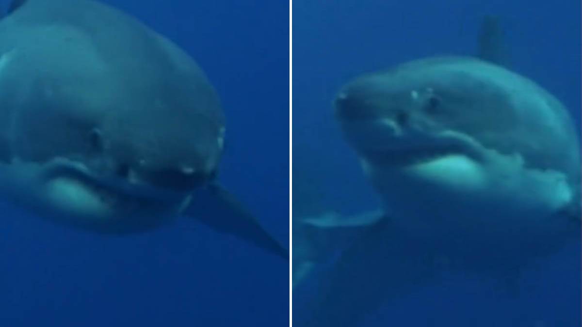  Najveći mužjak velike bijele ajkule snimljen u Atlantiku 