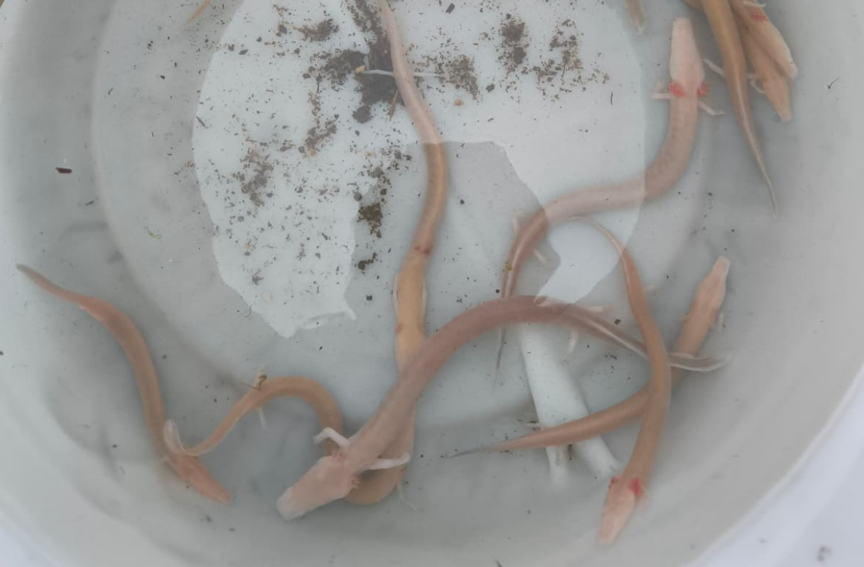  Voda izabacila čovječje ribice na površinu 