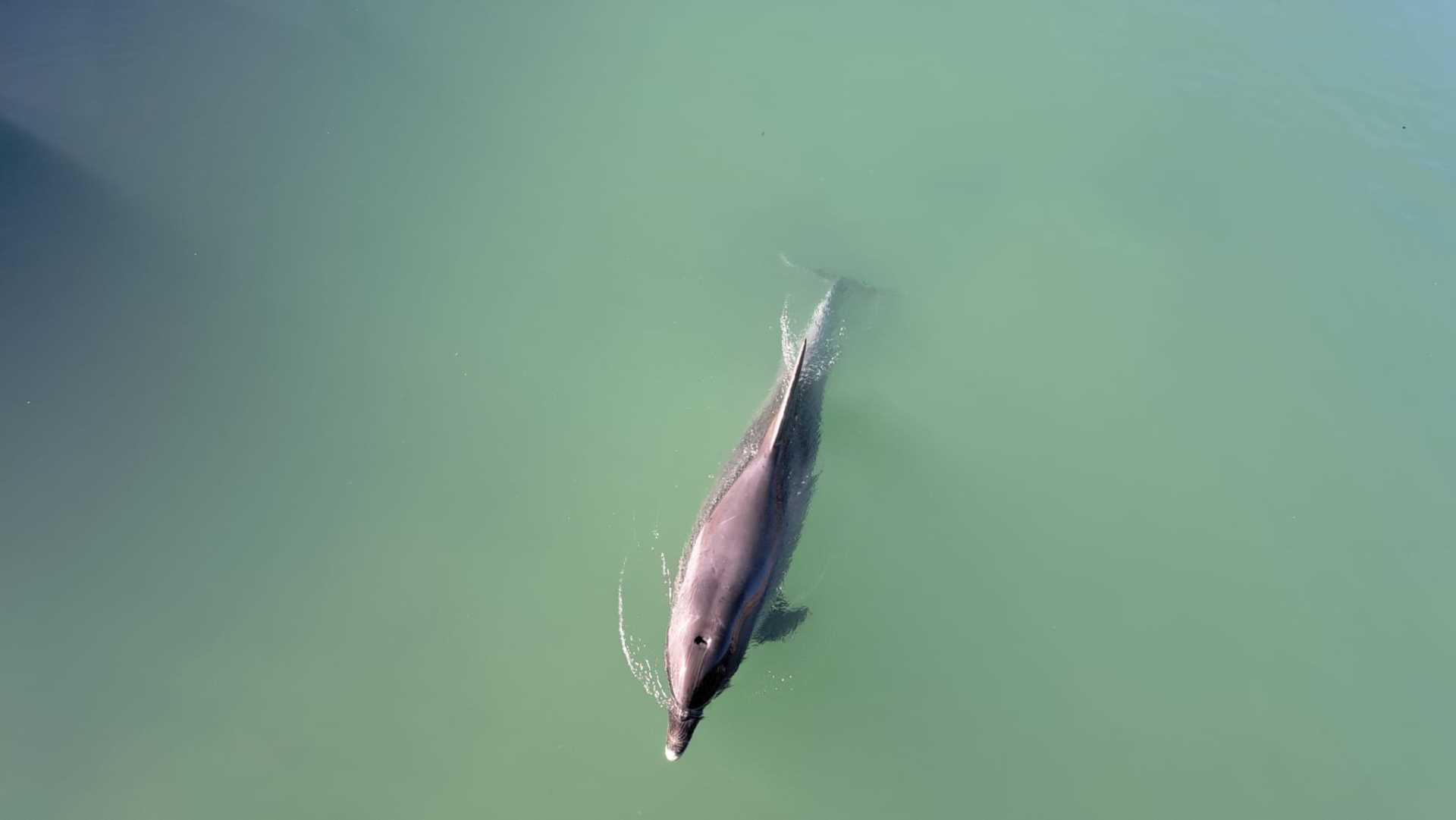  Zalutao u slatku vodu: Dobri delfin snimljen u rijeci Jadro 