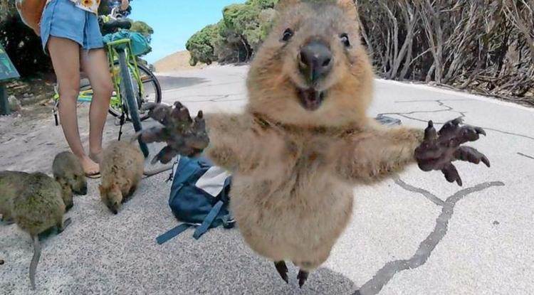  Kvoka, mali australijski torbar s nasmiješenim licem je zvijezda interneta - saznajte zašto 