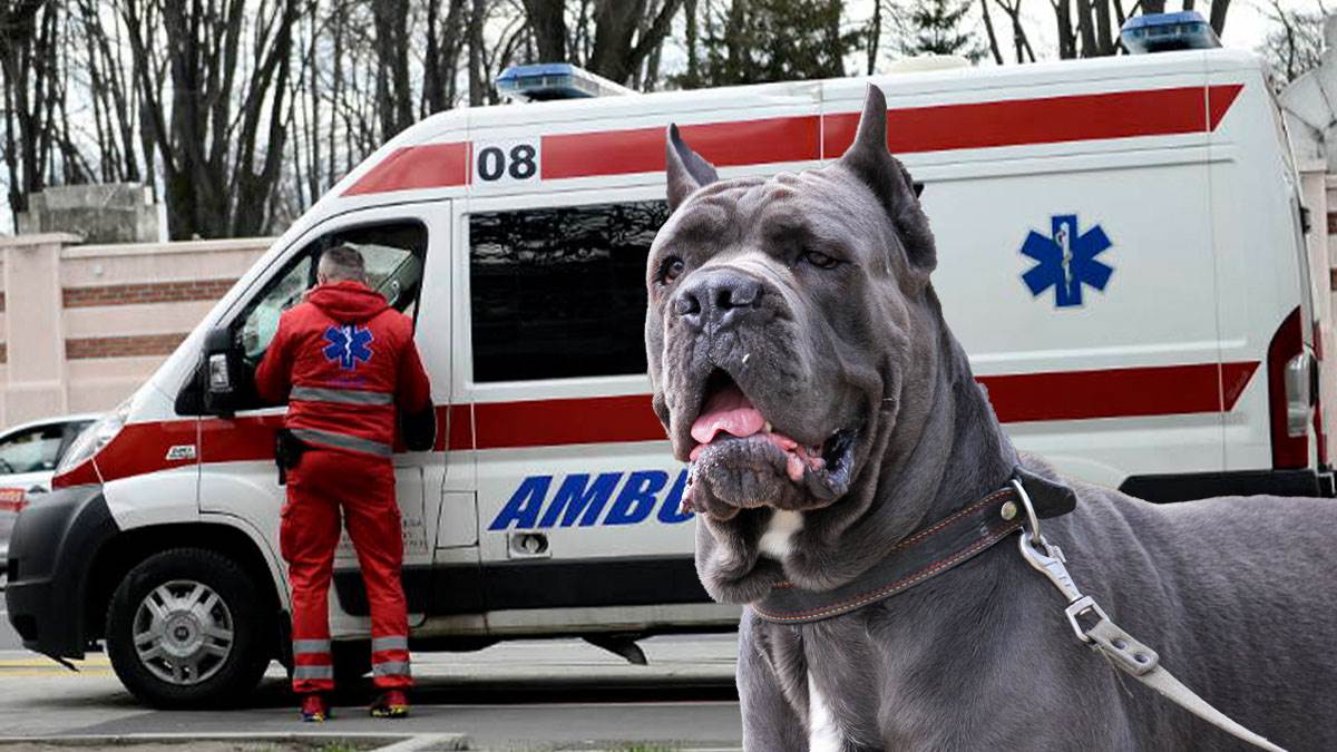  Oglasila se ćerka napadnute žene na Voždovcu 