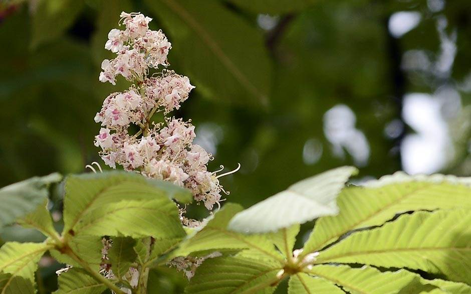  Danas počinje proljeće: Tačno u ovo vrijeme nastupa novo godišnje doba 