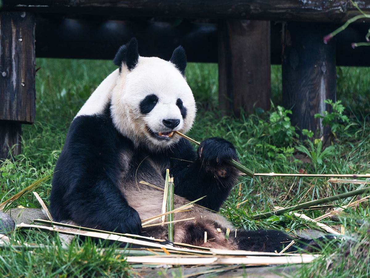  Medicinska čuda, zaštita pandi, solarna energija: Donosimo vam 12 lijepih vijesti iz svijeta 