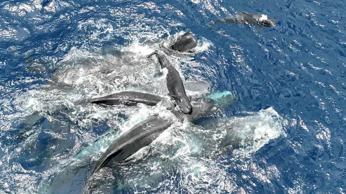  Prvi put u istoriji snimljen porođaj kita: Jedna stvar šokirala sve naučnike - ove životinje imaju " 