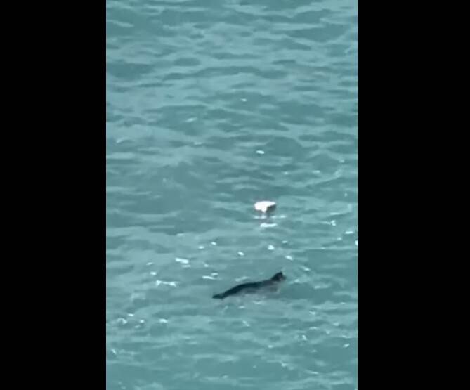  Sredozemna medvjedica snimljena u budvanskom akvatorijumu 