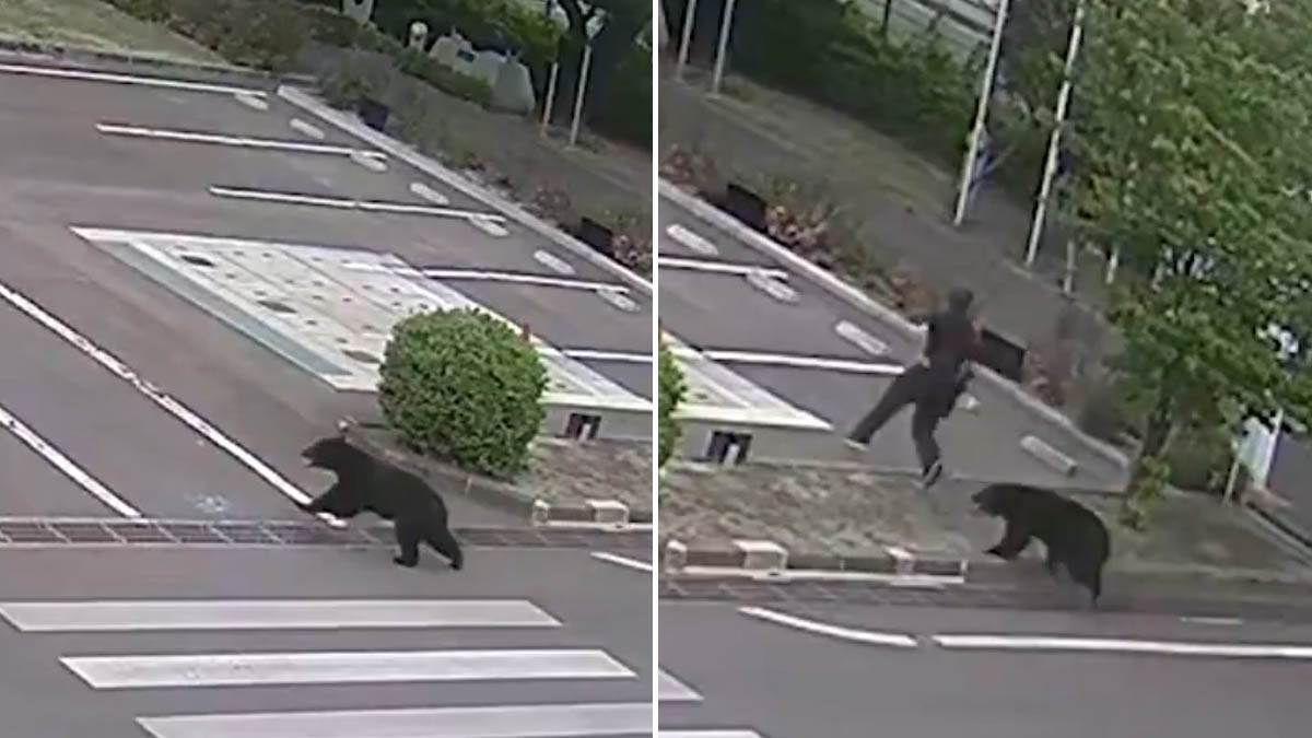  Medved uletio u fabriku, pa počeo da "kida" ljude: Kamera snimila jeziv napad zvjeri, škole hitno za 