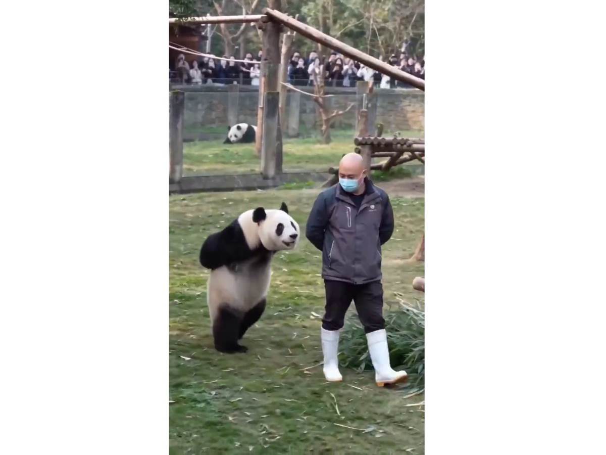 Panda koja hoda kao čovjek postala hit na internetu 