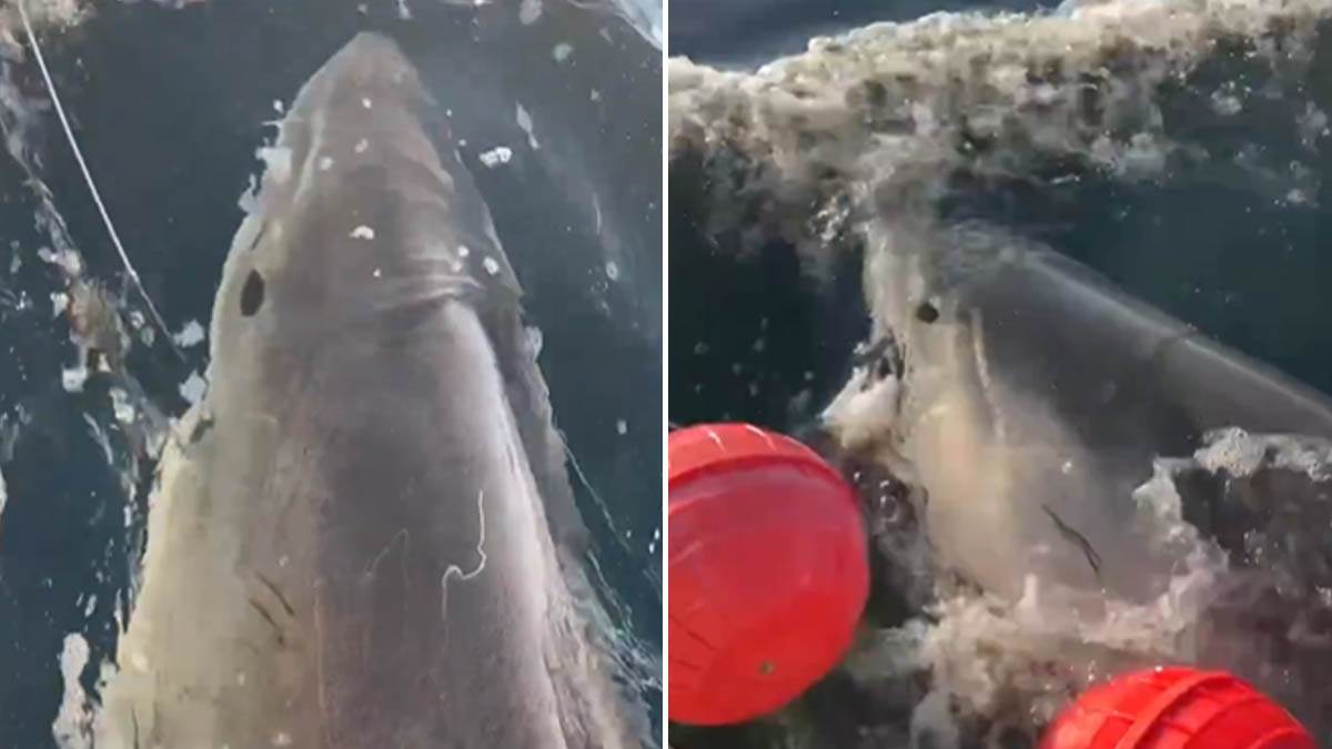  "Zvijer" od 770 kilograma se vratila iz dubina: Uhvaćen najveća bijela ajkule ikada, evo gdje se uputila 