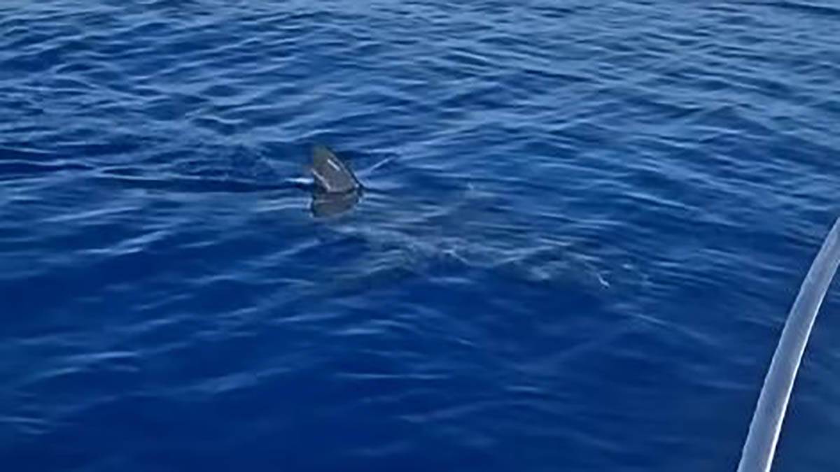  Najbrži predator na svijetu viđen kod Boke Kotorske?! Mnogi tvrde da je na snimku velika bijela ajku 