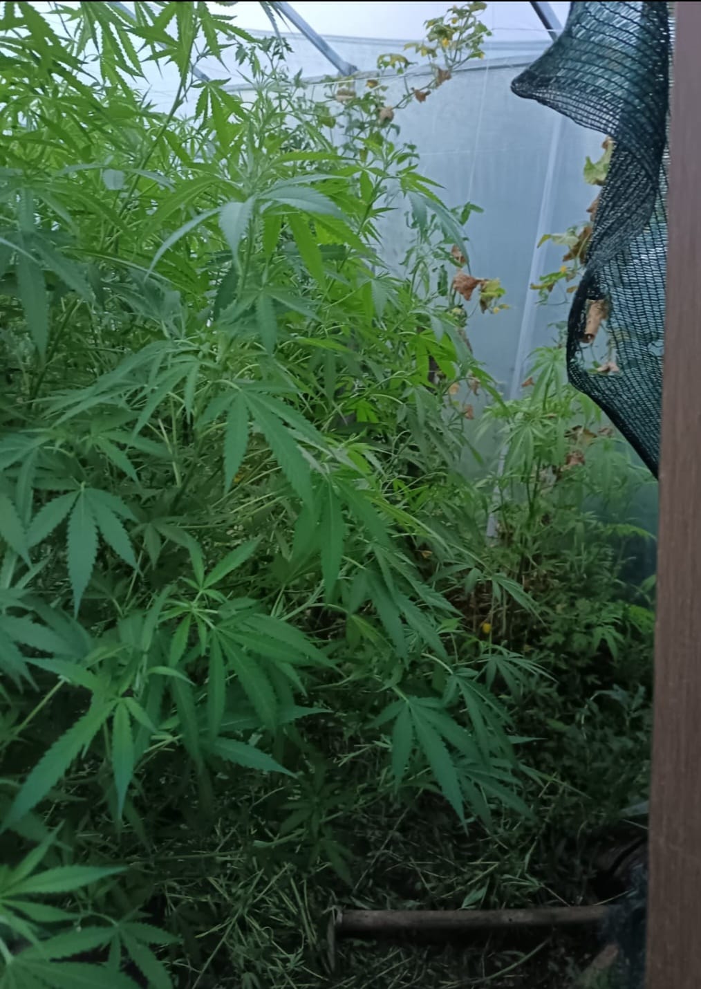 Nikšićka policija otkrila plantažu marihuane u dvorištu porodične kuće; otac i sin lišeni slobode 