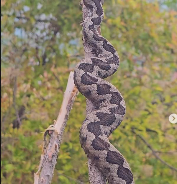  Šarplaninski poskok snimljen u Srbiji  