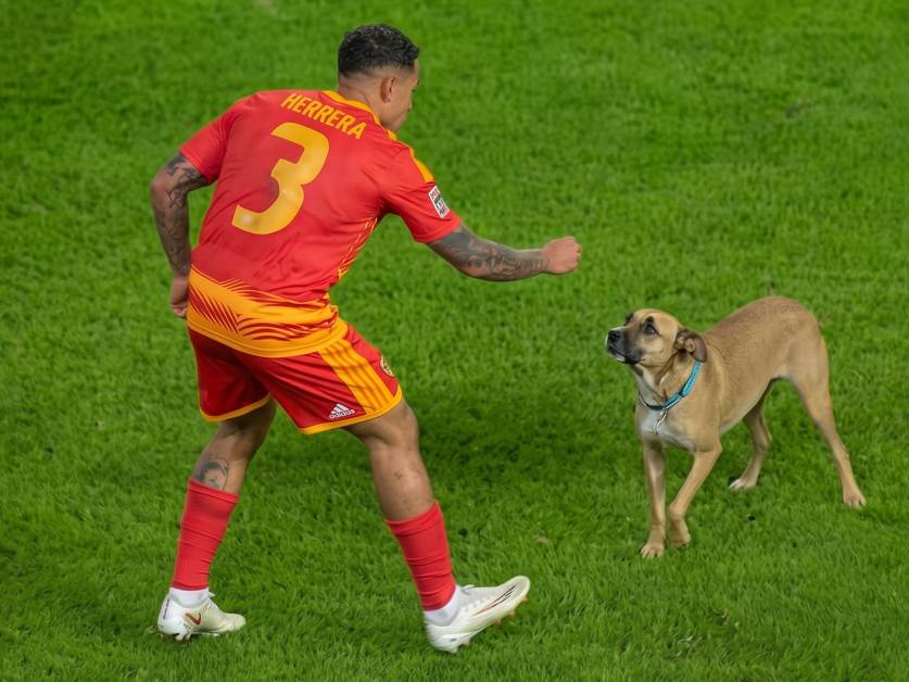  Pas prekinuo utakmicu i dotrčao do fudbalera: Škotska rutinski slavila u Skoplju 