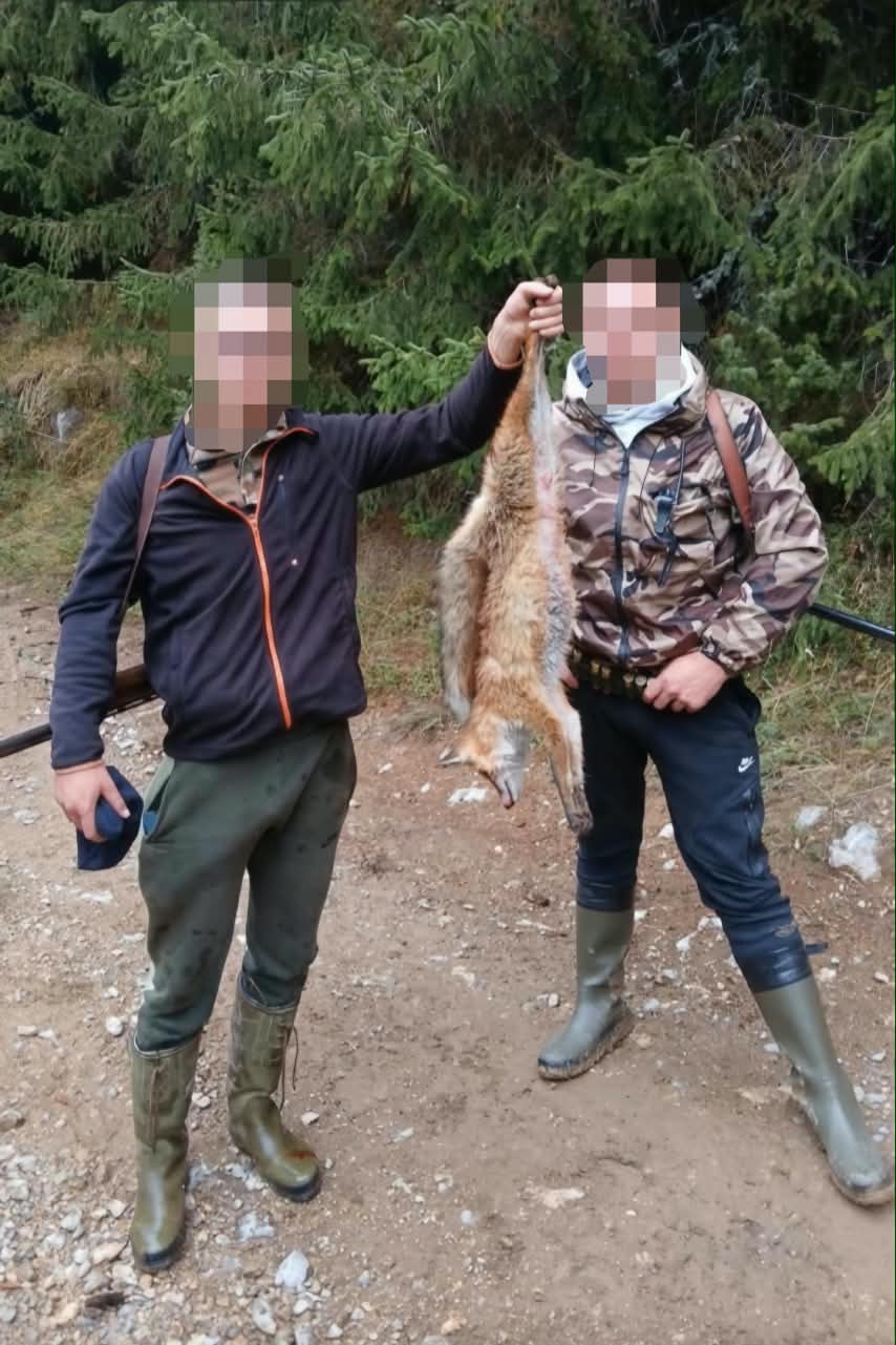  Krivična prijava protiv lica osumnjičenog da je nezakonito odstrijelio lisicu 