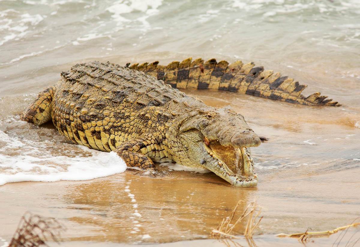  Muškarca usmrtio aligator dok je pecao 