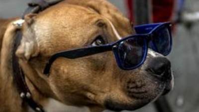  Cvikeri za ovu sezonu (VIDEO, FOTO) 