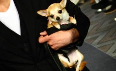  Kakva mama takva ćerka, ali i kućni ljubimac 