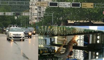  Gušter upalio žuto trepćuće u Baru! 