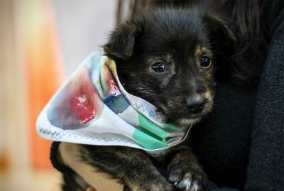  Putevi droge: Štencima u stomak ugrađivao heroin 