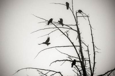  LOŠ ZNAK? S neba padaju mrtve ptice 