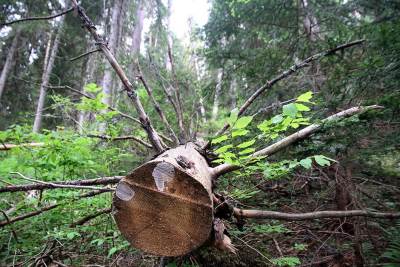  Lugar osumnjičen: dozvolio nelegalnu sječu šume 