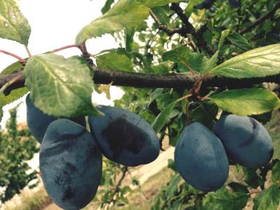  Sljive-i-zdravlje-sta-sve-sadrze-sljive 