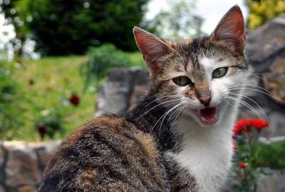  BRUTALNO: Namamio mačku pa je šutnuo (VIDEO) 