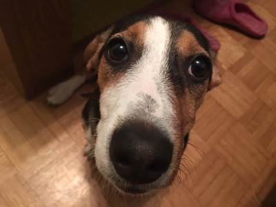  Evo šta ljubimac pokušava da vam "kaže" 