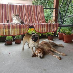  Psi ili mačke? Evo ko je pametniji 