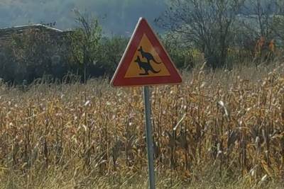  KENGUR usred Šumadije, teroriše Aranđelovčane?!  