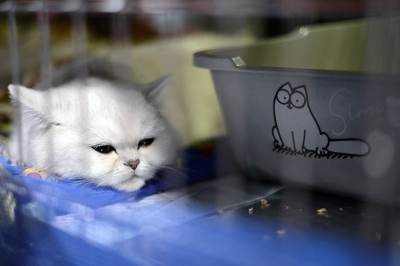  Da li će mačor Ahil pomutiti slavu hobotnice Pola? 