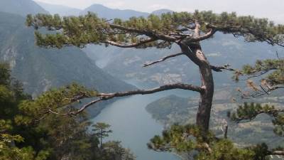  Mrtvo novorođenče izvučeno iz Drine 